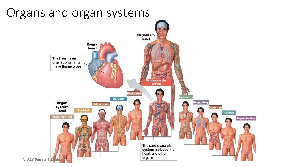 Organs and organ systems © 2018 Pearson Education, Inc. 