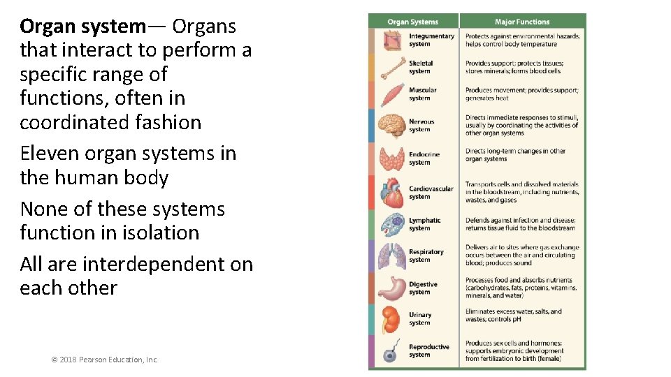 Organ system— Organs that interact to perform a specific range of functions, often in