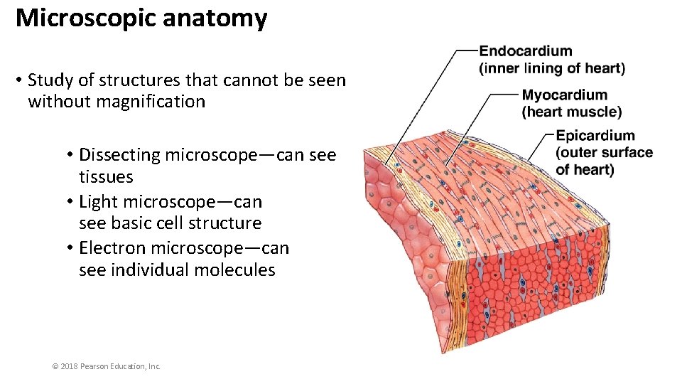 Microscopic anatomy • Study of structures that cannot be seen without magnification • Dissecting
