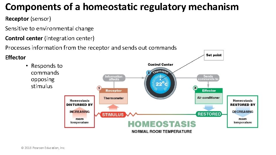 Components of a homeostatic regulatory mechanism Receptor (sensor) Sensitive to environmental change Control center