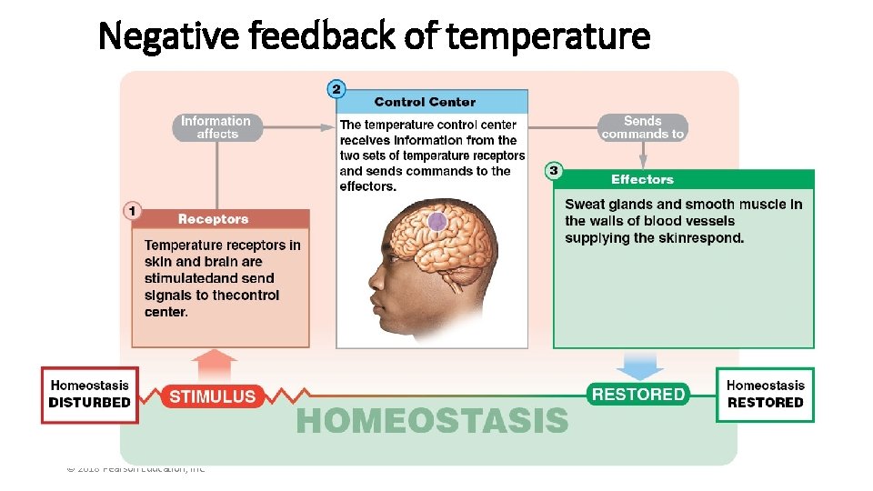 Negative feedback of temperature © 2018 Pearson Education, Inc. 