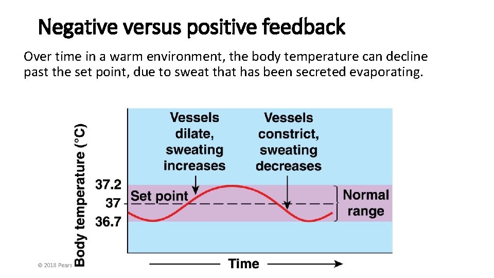 Negative versus positive feedback Over time in a warm environment, the body temperature can