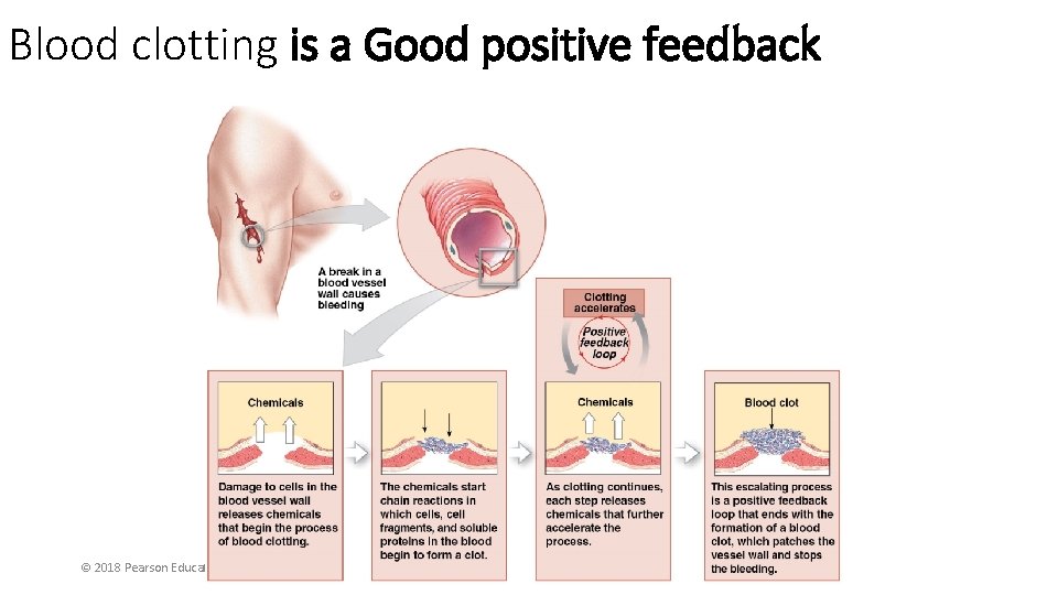 Blood clotting is a Good positive feedback © 2018 Pearson Education, Inc. 