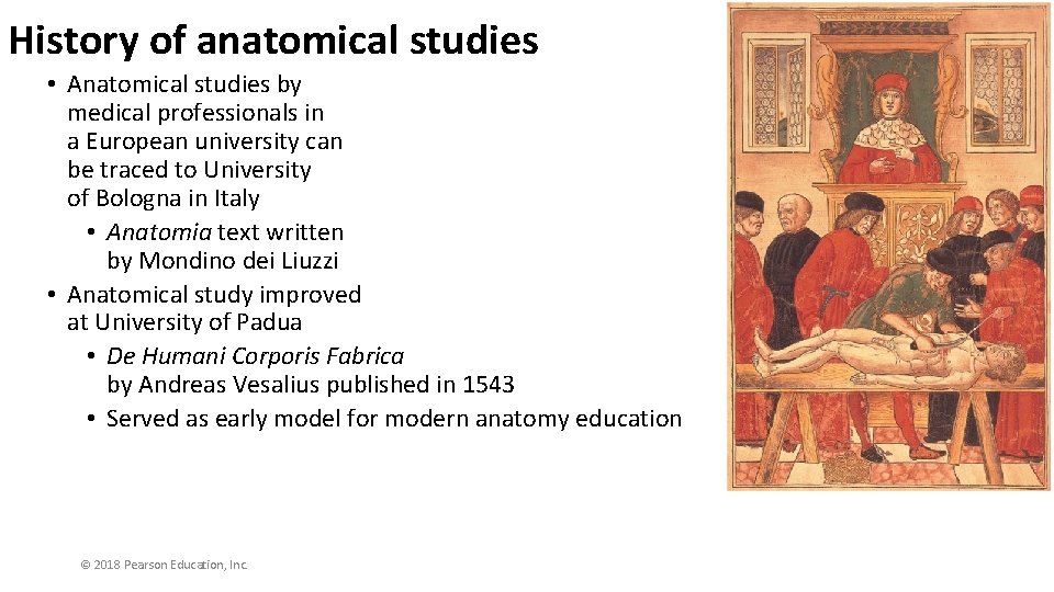 History of anatomical studies • Anatomical studies by medical professionals in a European university