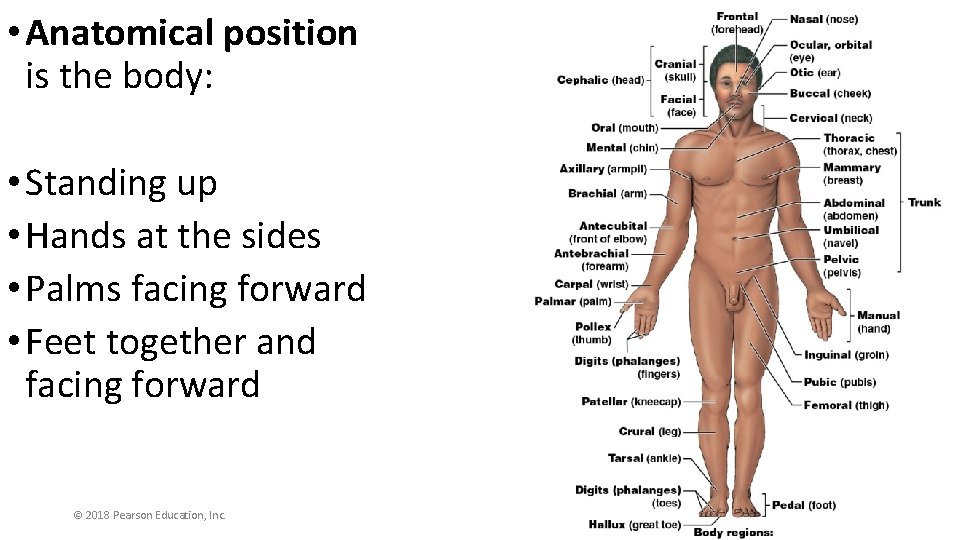  • Anatomical position is the body: • Standing up • Hands at the