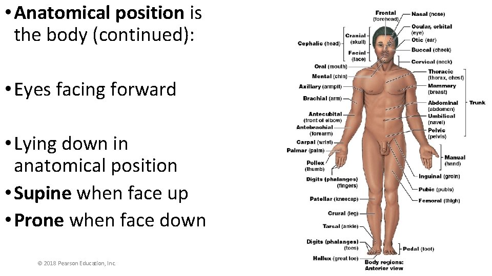  • Anatomical position is the body (continued): • Eyes facing forward • Lying
