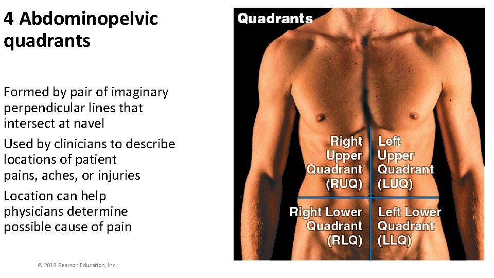 4 Abdominopelvic quadrants Formed by pair of imaginary perpendicular lines that intersect at navel