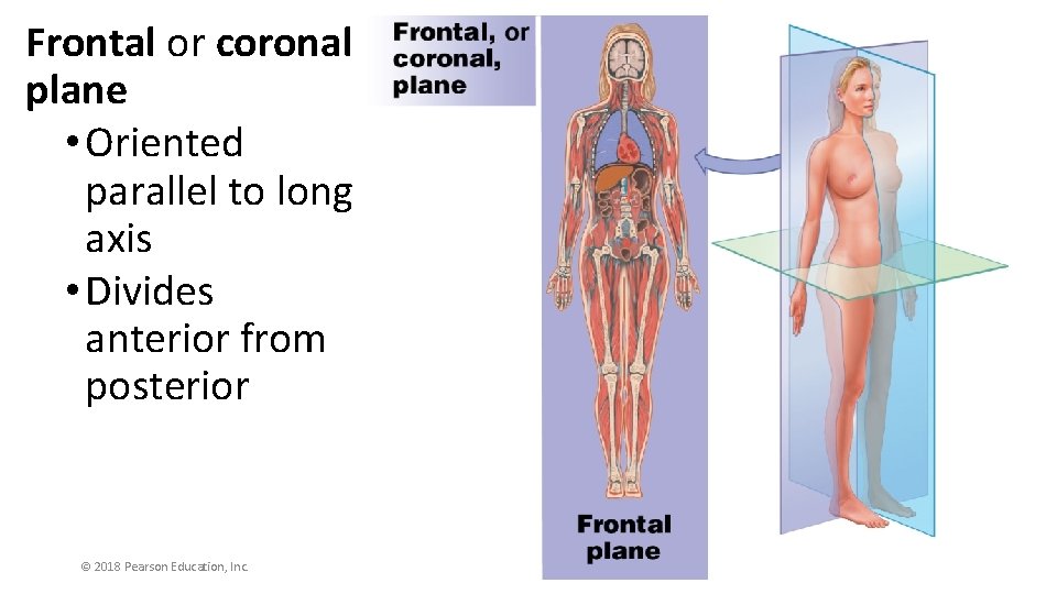 Frontal or coronal plane • Oriented parallel to long axis • Divides anterior from