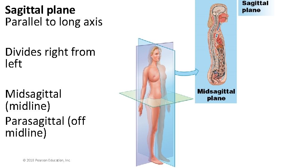 Sagittal plane Parallel to long axis Divides right from left Midsagittal (midline) Parasagittal (off