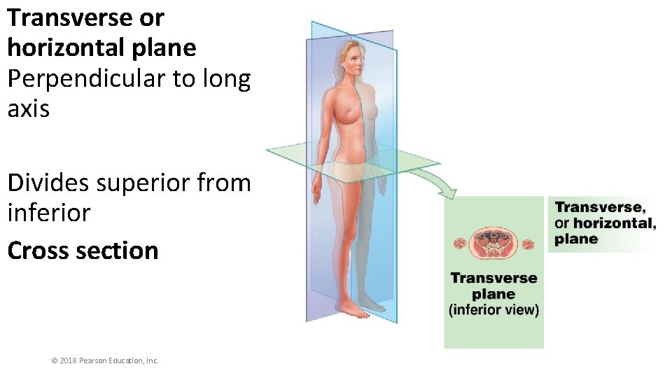 Transverse or horizontal plane Perpendicular to long axis Divides superior from inferior Cross section