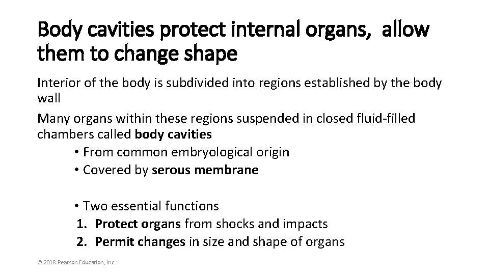 Body cavities protect internal organs, allow them to change shape Interior of the body
