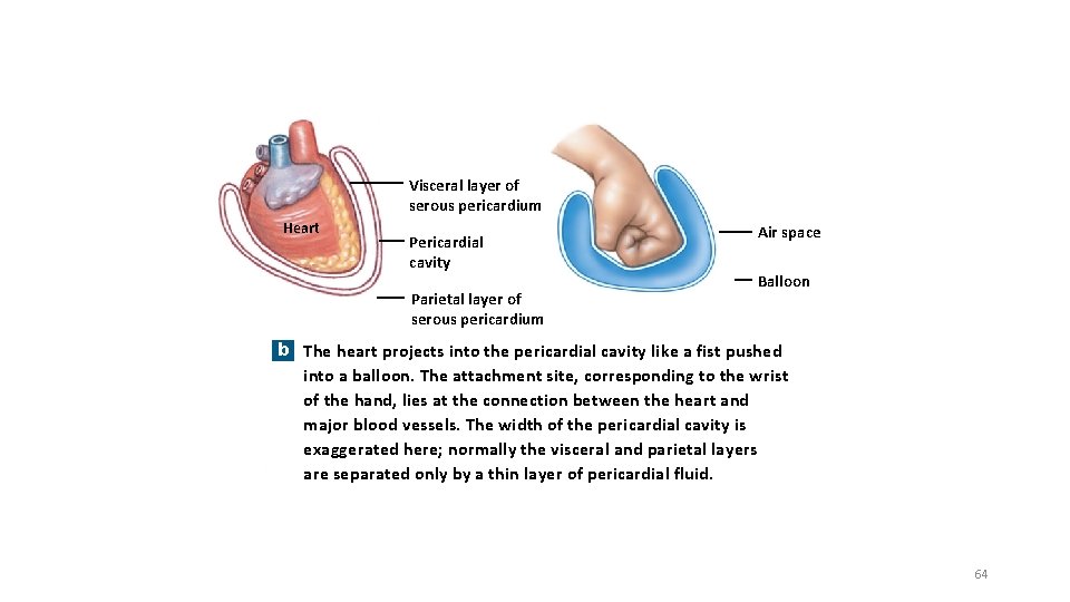 Visceral layer of serous pericardium Heart Pericardial cavity Parietal layer of serous pericardium Air