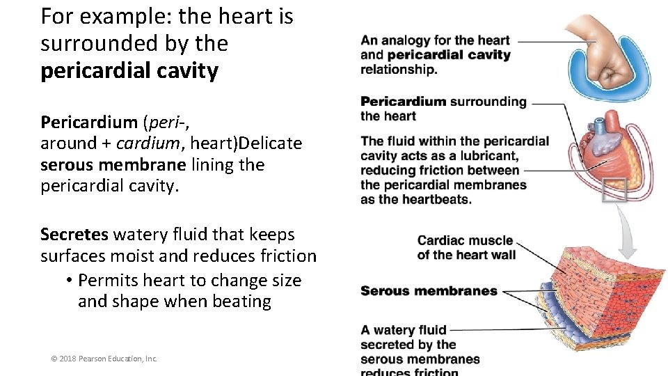 For example: the heart is surrounded by the pericardial cavity Pericardium (peri-, around +