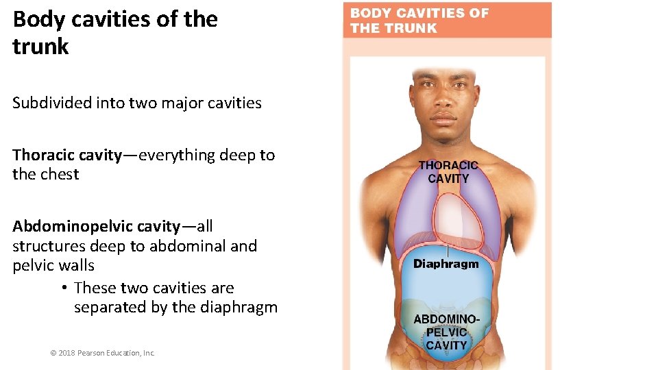 Body cavities of the trunk Subdivided into two major cavities Thoracic cavity—everything deep to