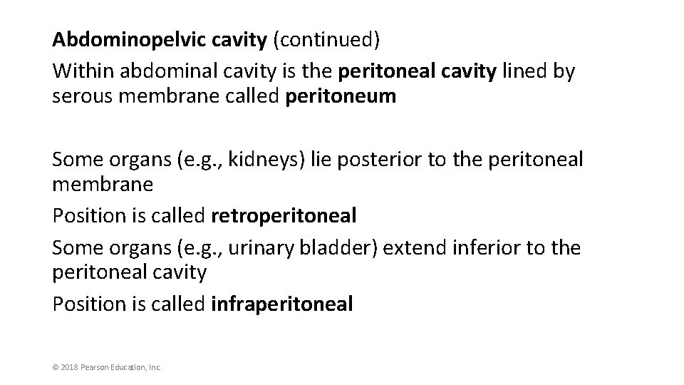 Abdominopelvic cavity (continued) Within abdominal cavity is the peritoneal cavity lined by serous membrane