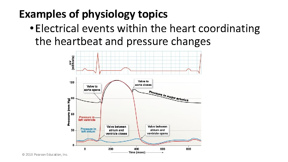 Examples of physiology topics • Electrical events within the heart coordinating the heartbeat and