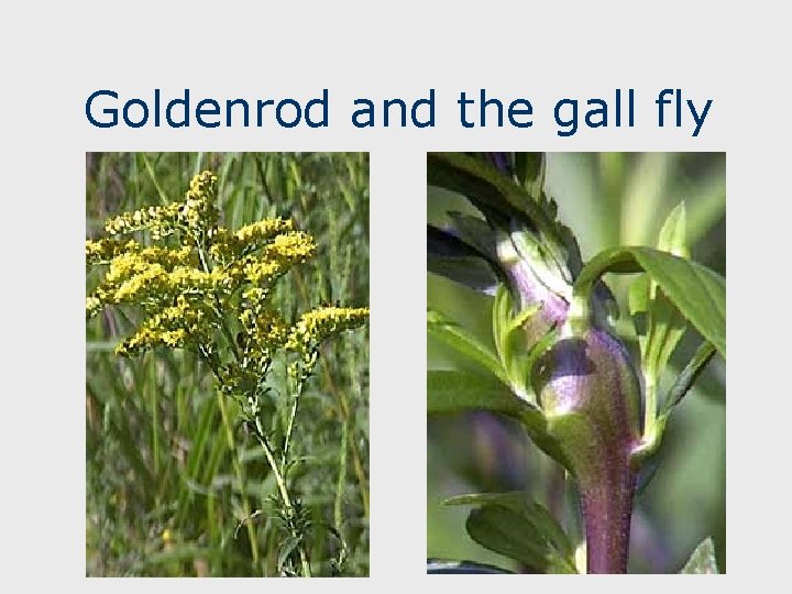 Goldenrod and the gall fly 