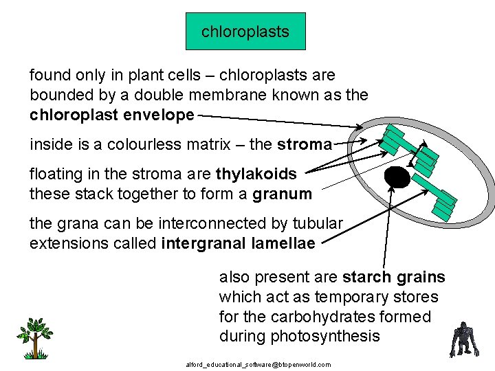 chloroplasts found only in plant cells – chloroplasts are bounded by a double membrane