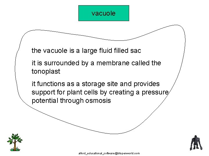 vacuole the vacuole is a large fluid filled sac it is surrounded by a