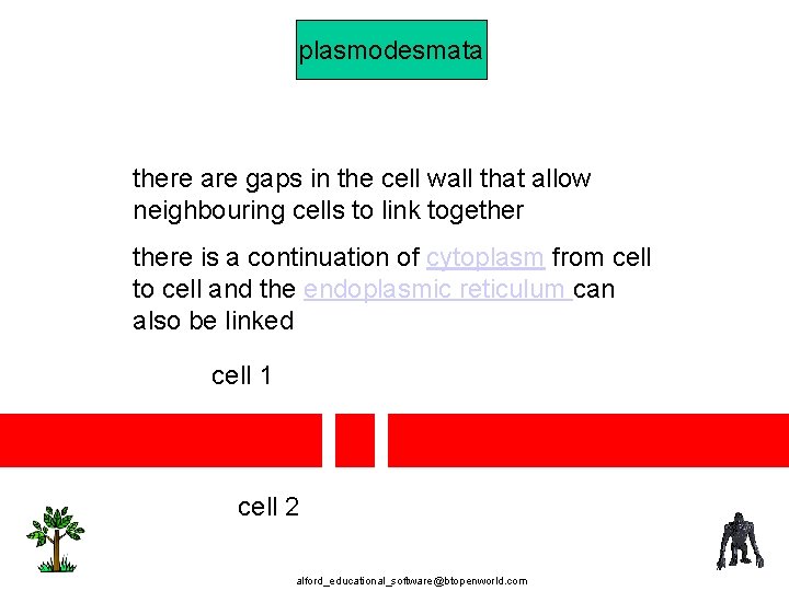 plasmodesmata there are gaps in the cell wall that allow neighbouring cells to link