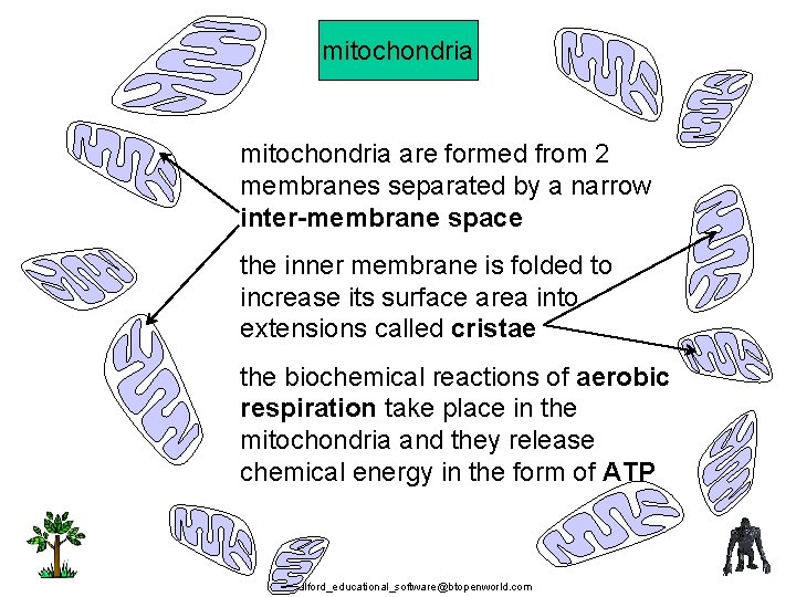 mitochondria are formed from 2 membranes separated by a narrow inter-membrane space the inner