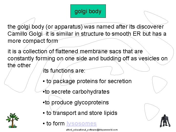 golgi body the golgi body (or apparatus) was named after its discoverer Camillo Golgi