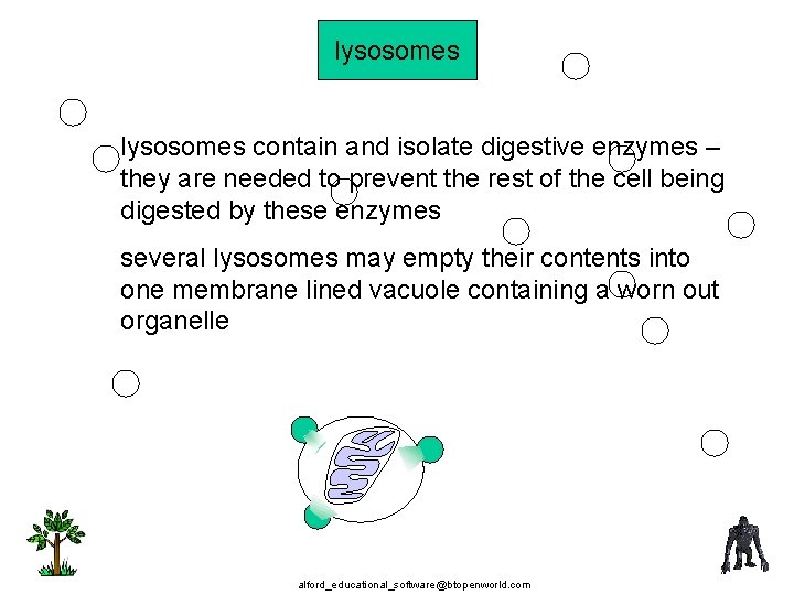 lysosomes contain and isolate digestive enzymes – they are needed to prevent the rest