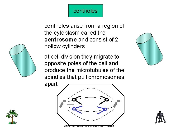 centrioles arise from a region of the cytoplasm called the centrosome and consist of