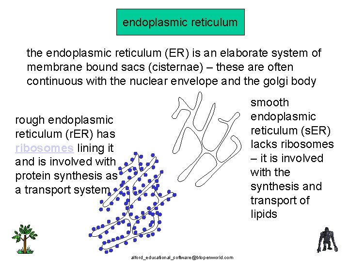 endoplasmic reticulum the endoplasmic reticulum (ER) is an elaborate system of membrane bound sacs