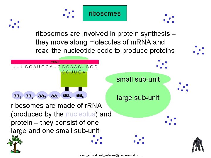 ribosomes are involved in protein synthesis – they move along molecules of m. RNA