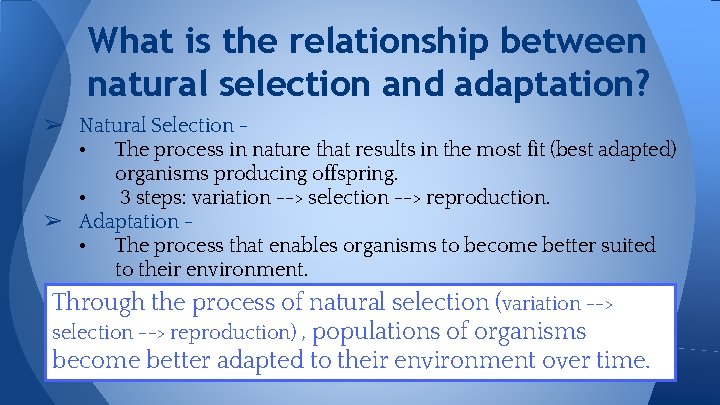 What is the relationship between natural selection and adaptation? ➢ Natural Selection • The