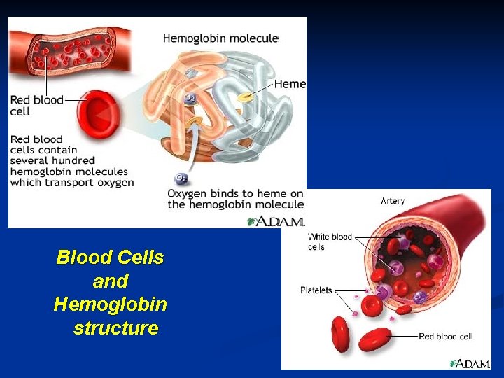 Blood Cells and Hemoglobin structure 