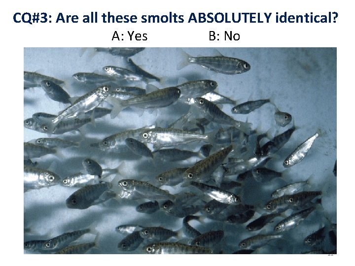 CQ#3: Are all these smolts ABSOLUTELY identical? A: Yes B: No 11 