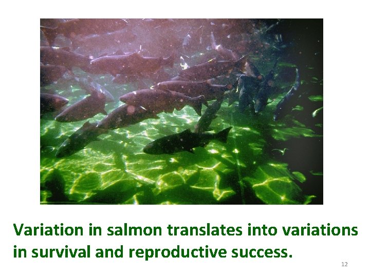 Variation in salmon translates into variations in survival and reproductive success. 12 