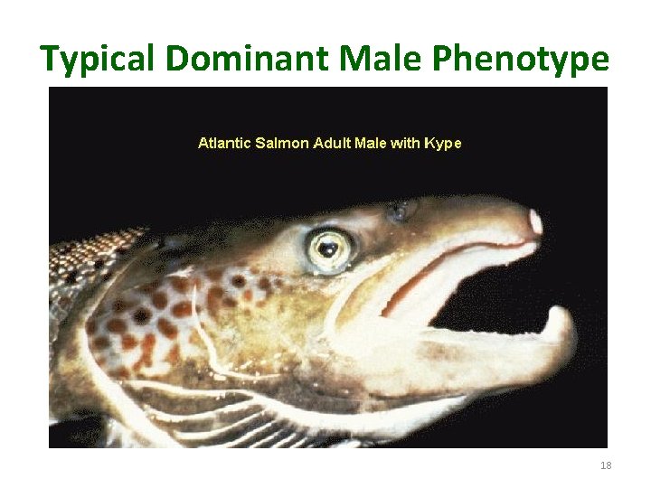 Typical Dominant Male Phenotype 18 