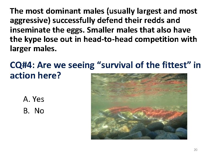 The most dominant males (usually largest and most aggressive) successfully defend their redds and