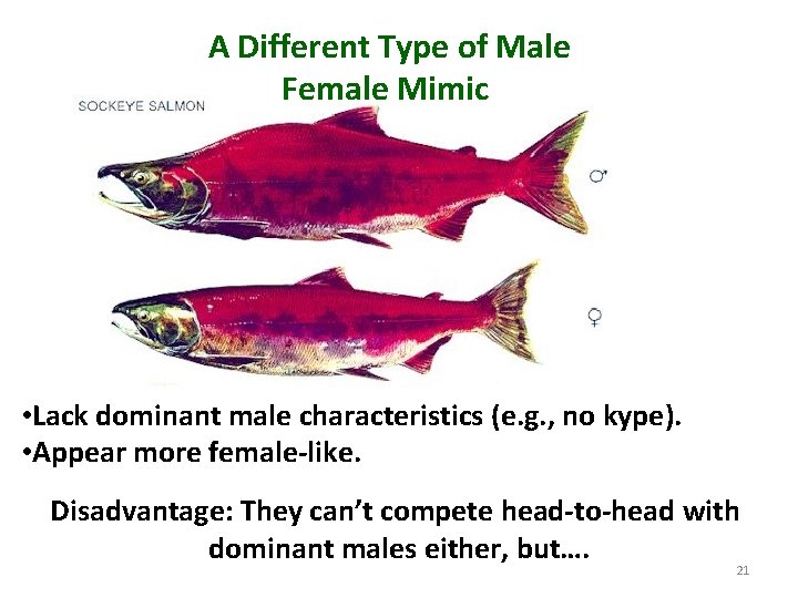 A Different Type of Male Female Mimic • Lack dominant male characteristics (e. g.