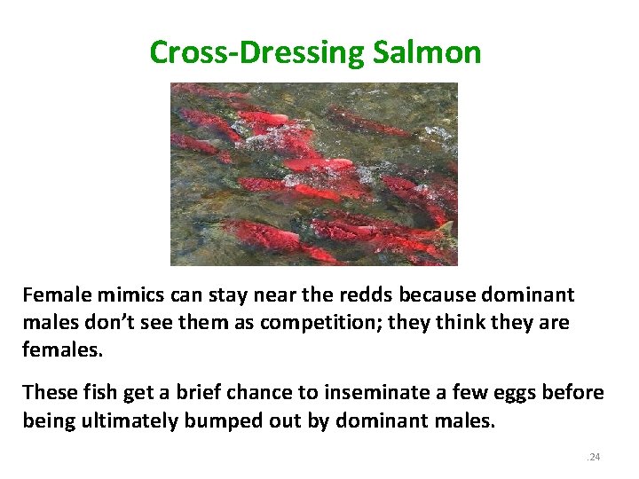 Cross-Dressing Salmon Female mimics can stay near the redds because dominant males don’t see