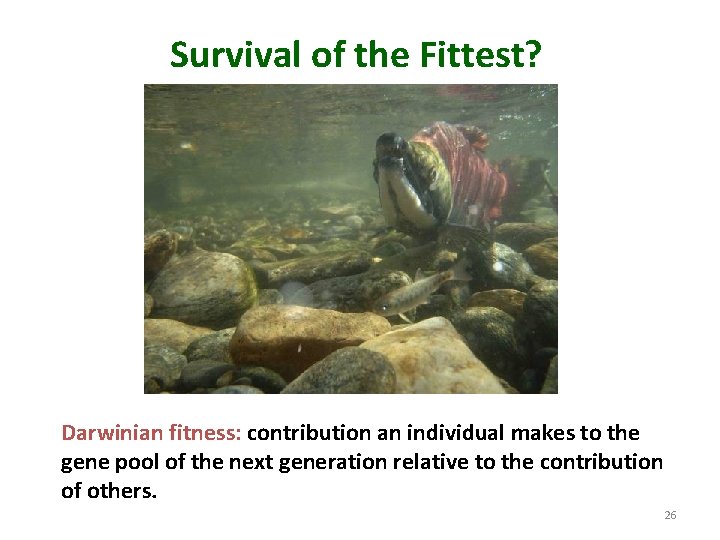 Survival of the Fittest? Darwinian fitness: contribution an individual makes to the gene pool