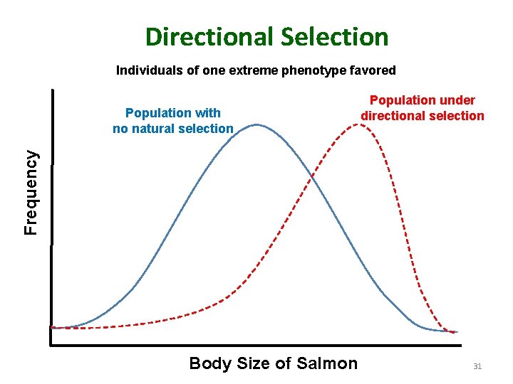 Directional Selection Individuals of one extreme phenotype favored Frequency Population with no natural selection