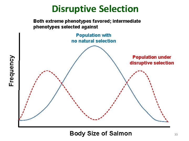 Disruptive Selection Both extreme phenotypes favored; intermediate phenotypes selected against Frequency Population with no