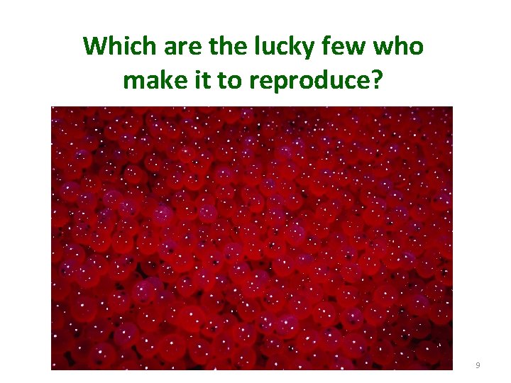 Which are the lucky few who make it to reproduce? 9 