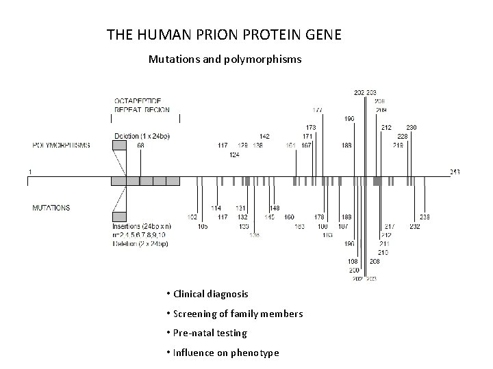 THE HUMAN PRION PROTEIN GENE Mutations and polymorphisms • Clinical diagnosis • Screening of