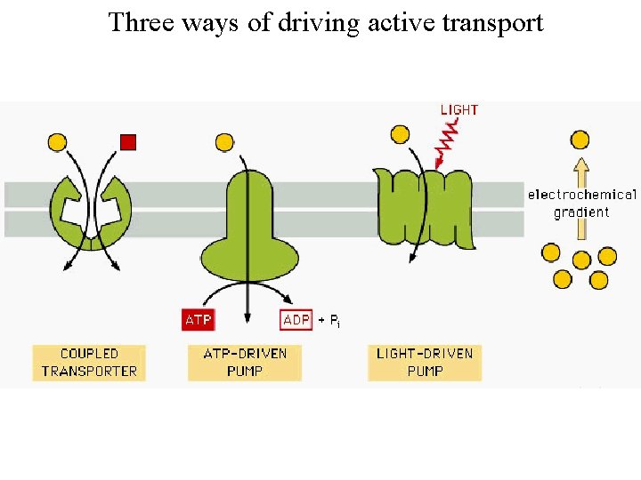 Three ways of driving active transport 