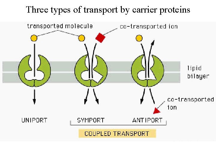 Three types of transport by carrier proteins 