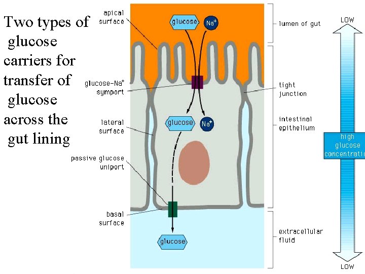 Two types of glucose carriers for transfer of glucose across the gut lining 