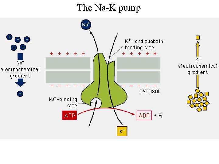 The Na-K pump 