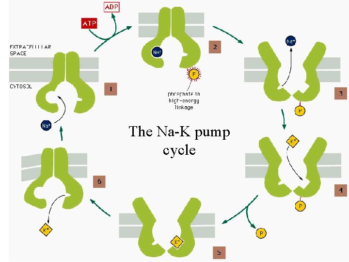 The Na-K pump cycle 