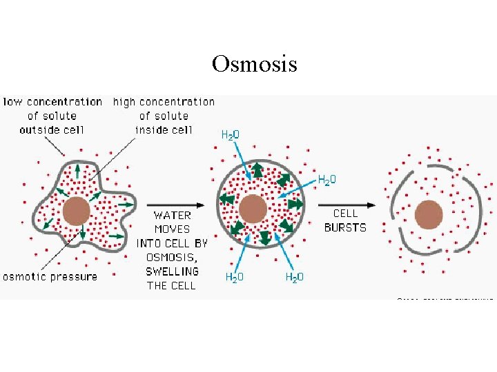 Osmosis 