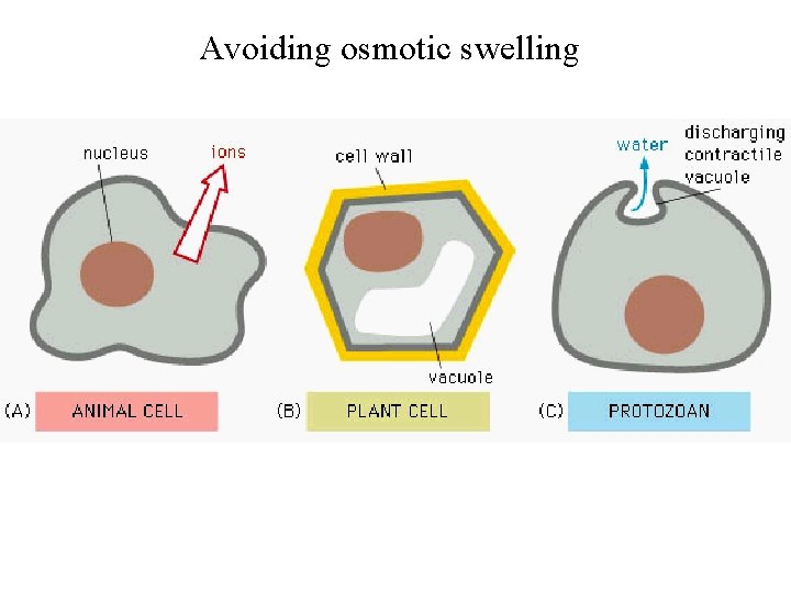 Avoiding osmotic swelling 